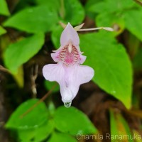 <i>Impatiens thwaitesii</i>  Hook.f. ex Grey-Wilson